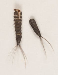 Winterthur worries most about webbing clothes moths, carpet beetles and silverfish. This is a carpet beetle larva and casing. (Winterthur photo)