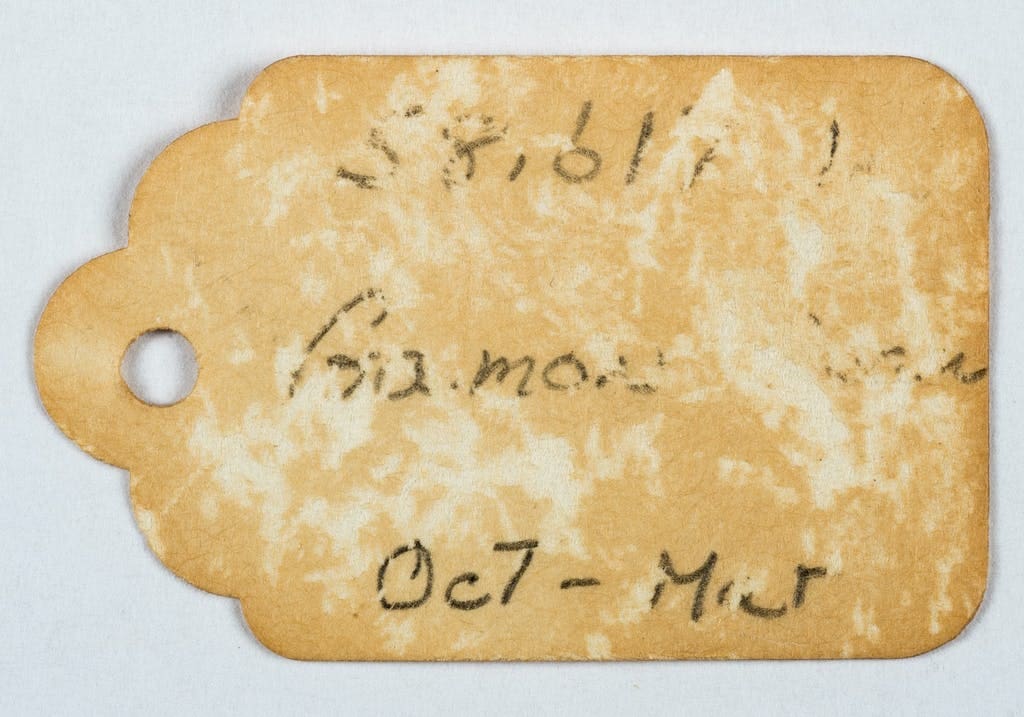 Silverfish have fed across the surface of this label. (Winterthur photo)