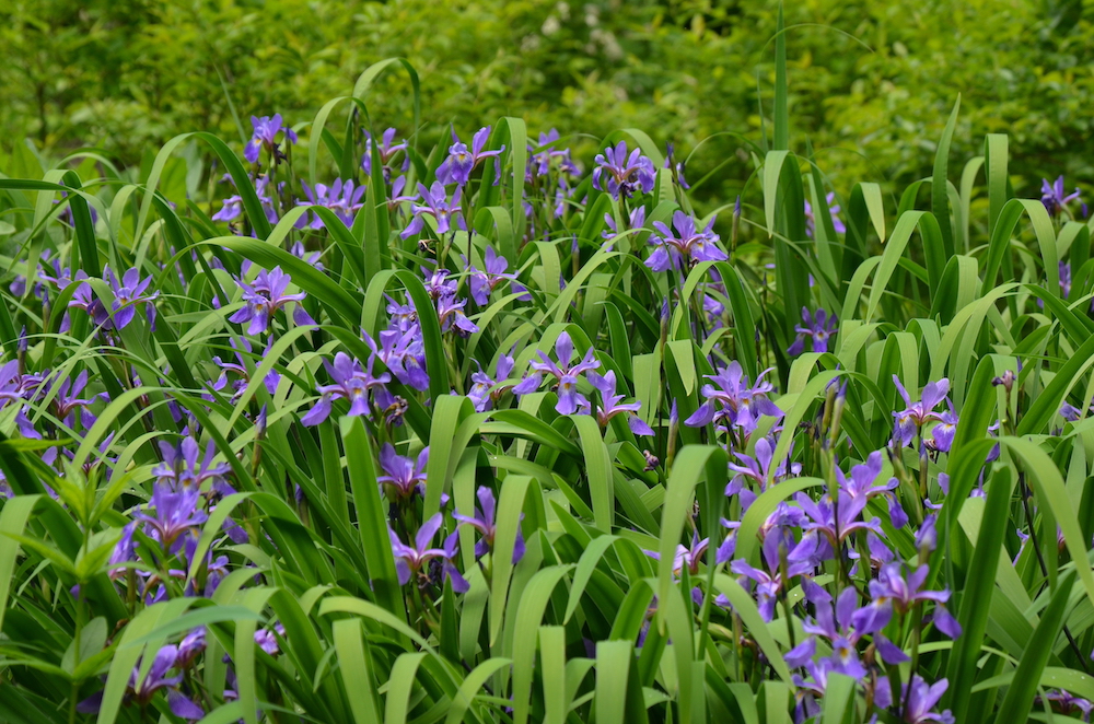 Iris versicolor ‘Purple Flame’ (Mt. Cuba Center)