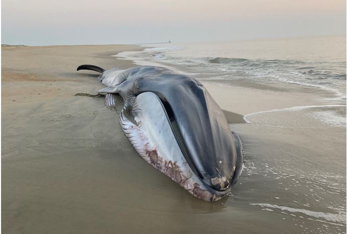 Featured image for “Fin whale that died near Cape Henlopen will be autopsied”