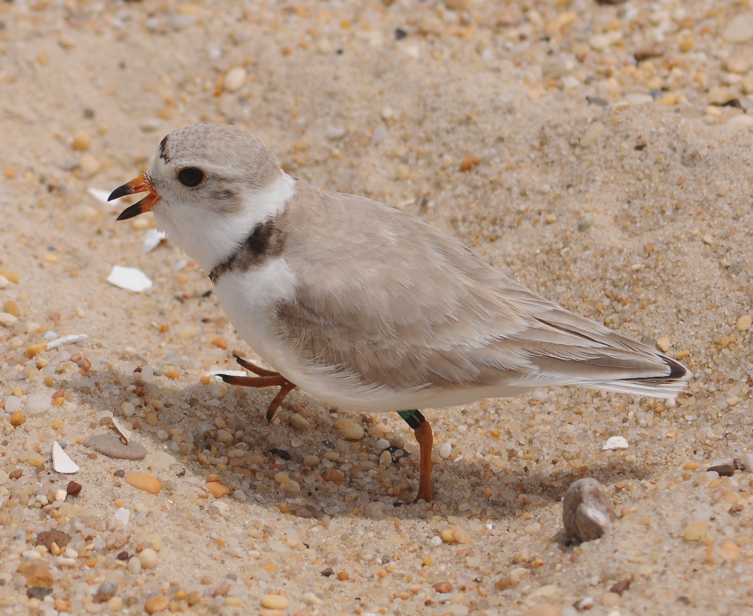 a small bird standing on a beach