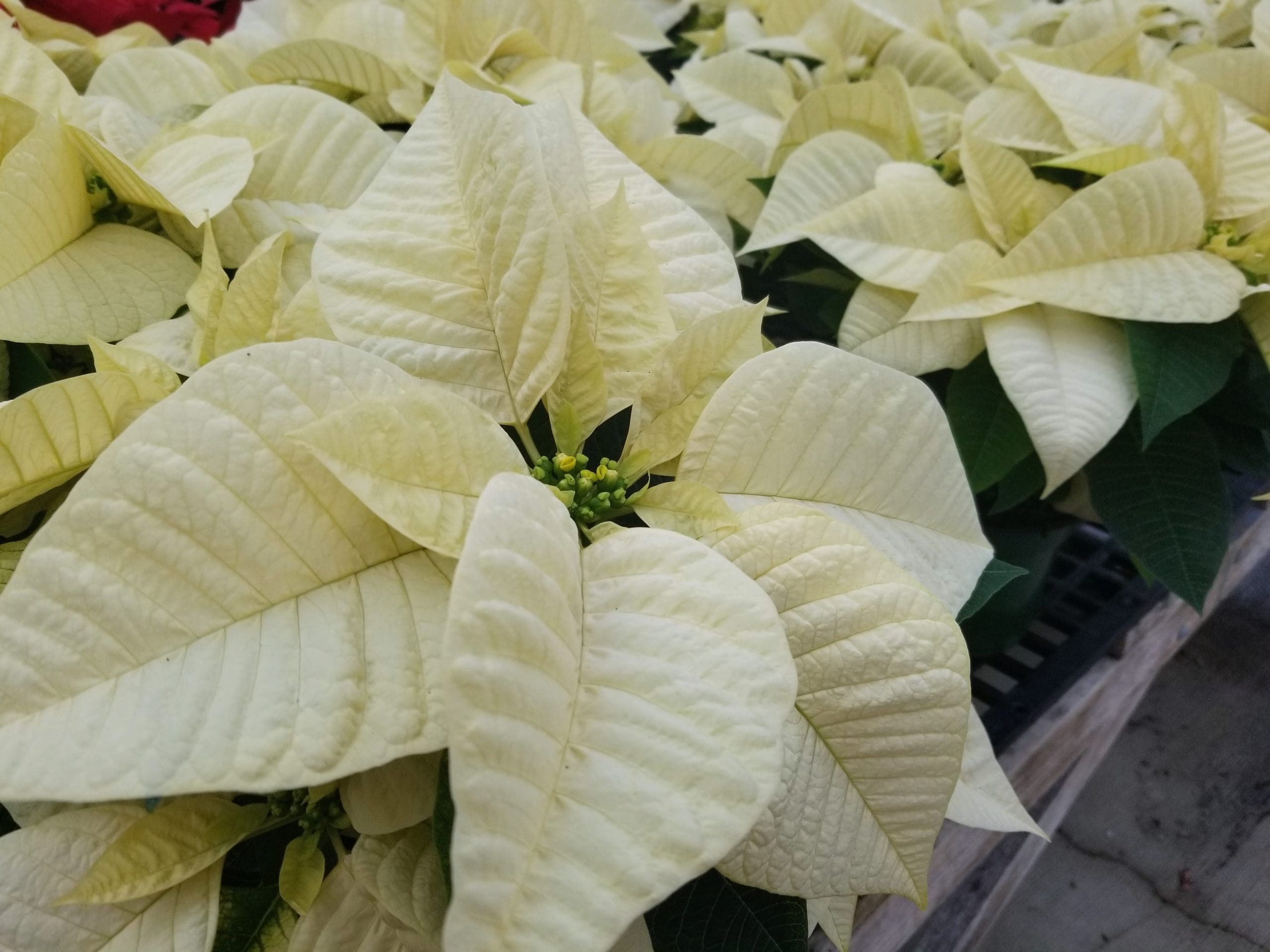 Featured image for “State greenhouse to sell poinsettias starting Monday”