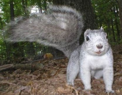 Featured image for “4 more Delmarva fox squirrels moved to Delaware”