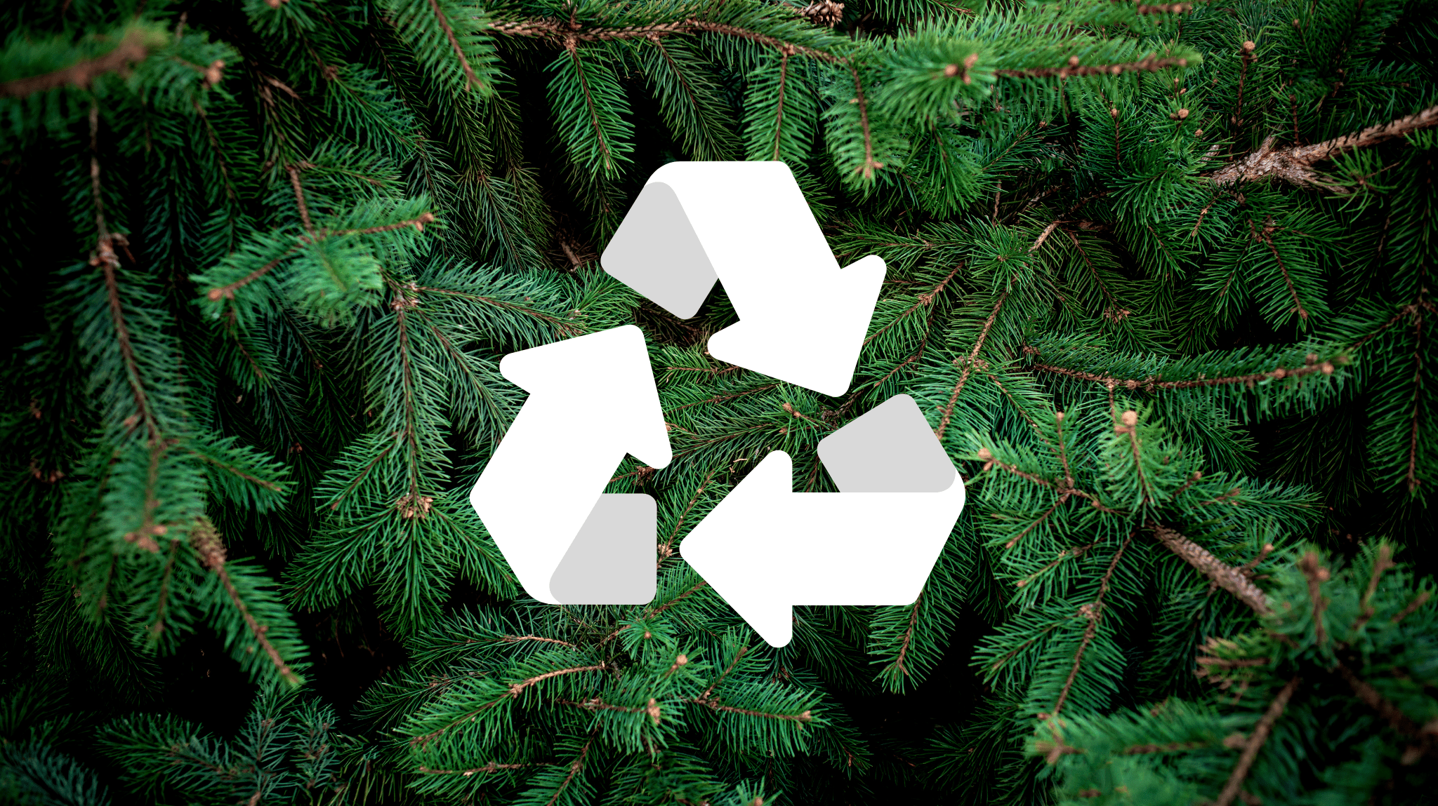 Featured image for “Dec. 26 is coming. Here’s how to recycle your Christmas tree”