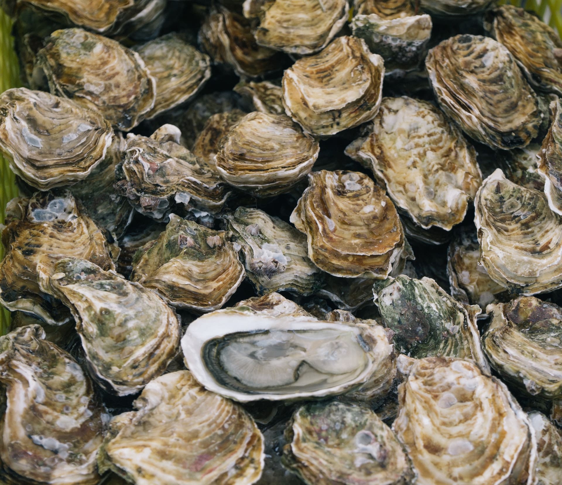 Featured image for “Sewage spill halts shellfish harvesting in Rehoboth Bay”