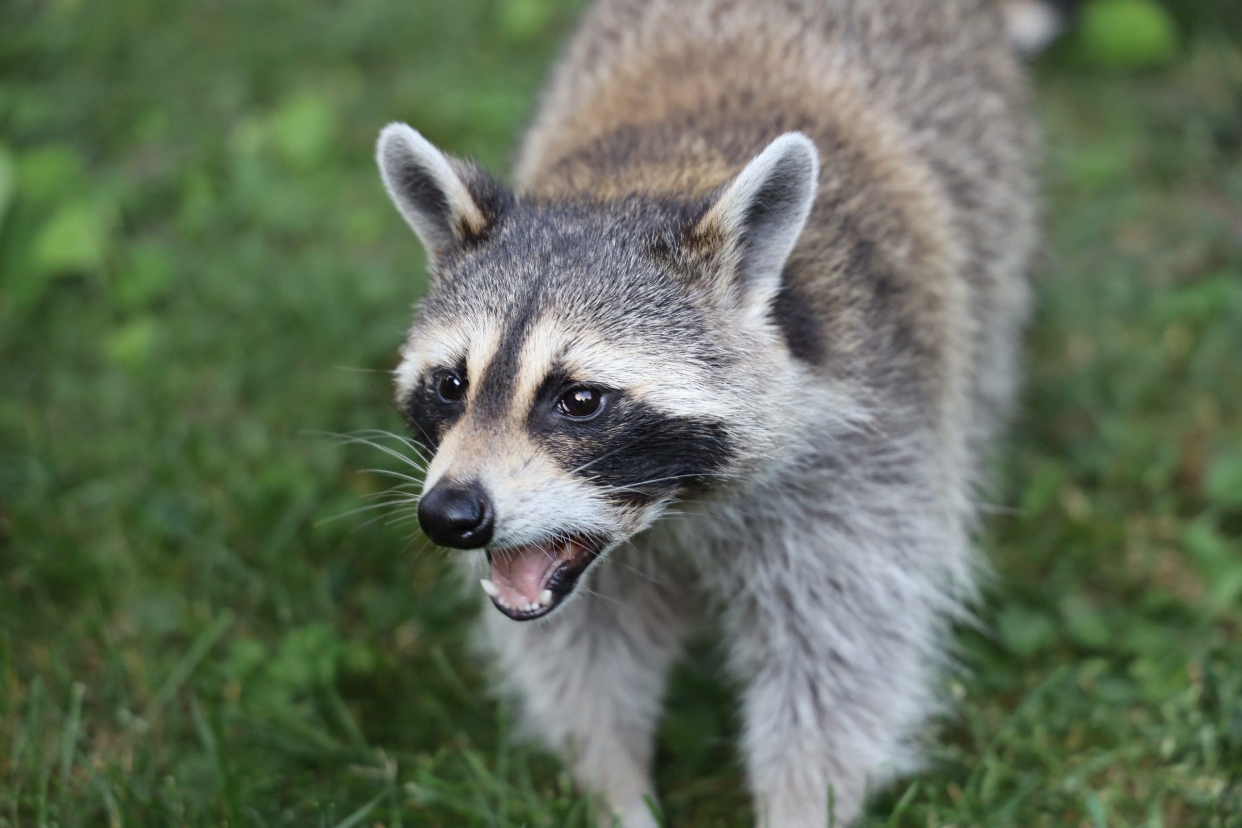 Featured image for “Raccoon tests positive for rabies in Georgetown”