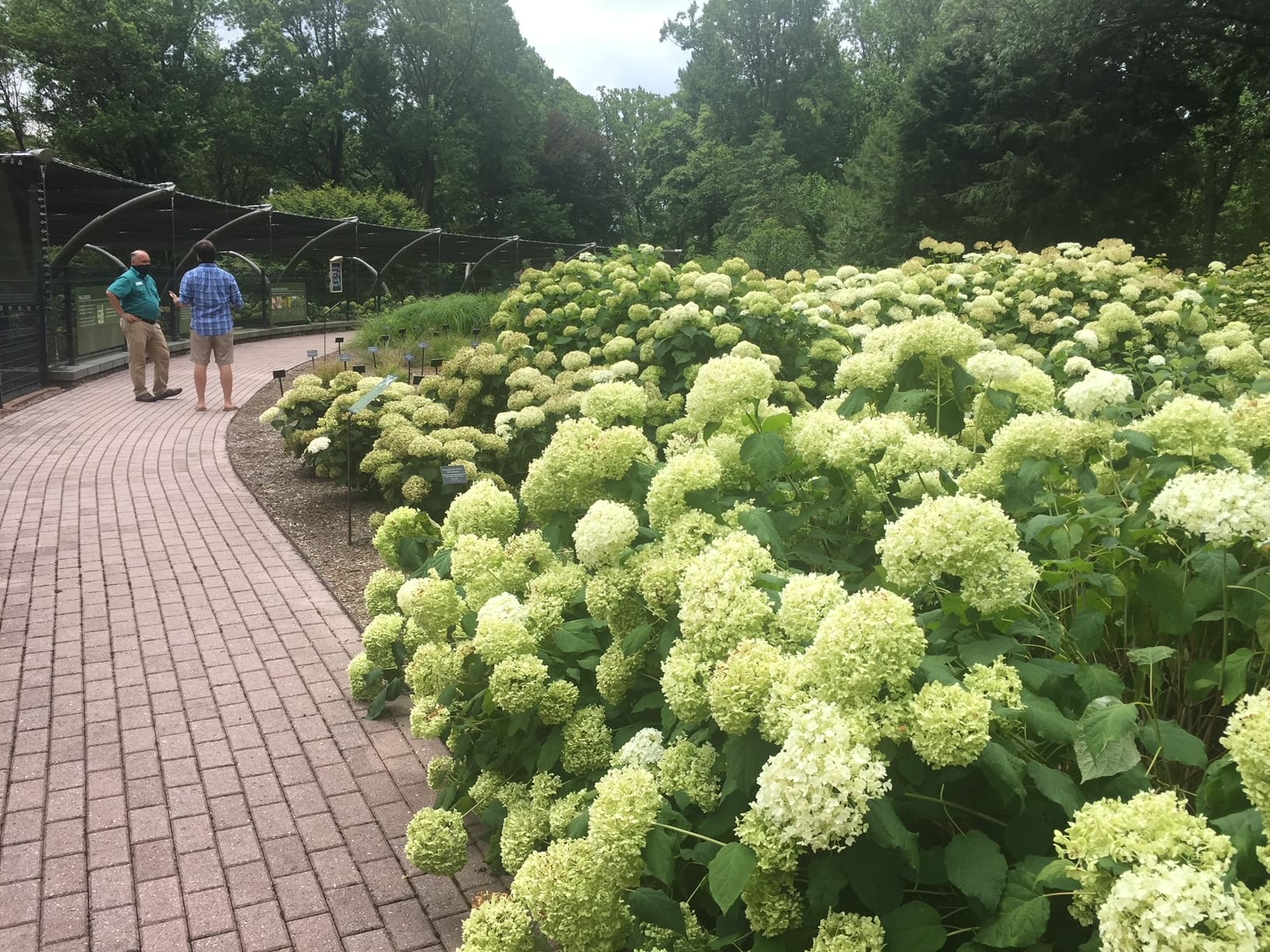 Featured image for “Want hydrangeas that bees will love? Choose a lacecap, says Mt. Cuba”