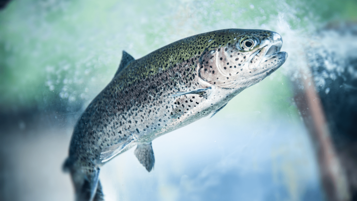 Featured image for “Pond trout season to open for kids March 5, all others March 6”