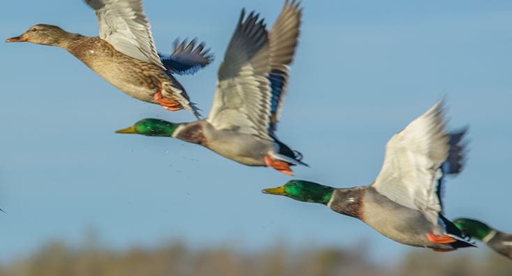 Featured image for “Deadly bird flu found in Delaware ducks, goose, hawk”