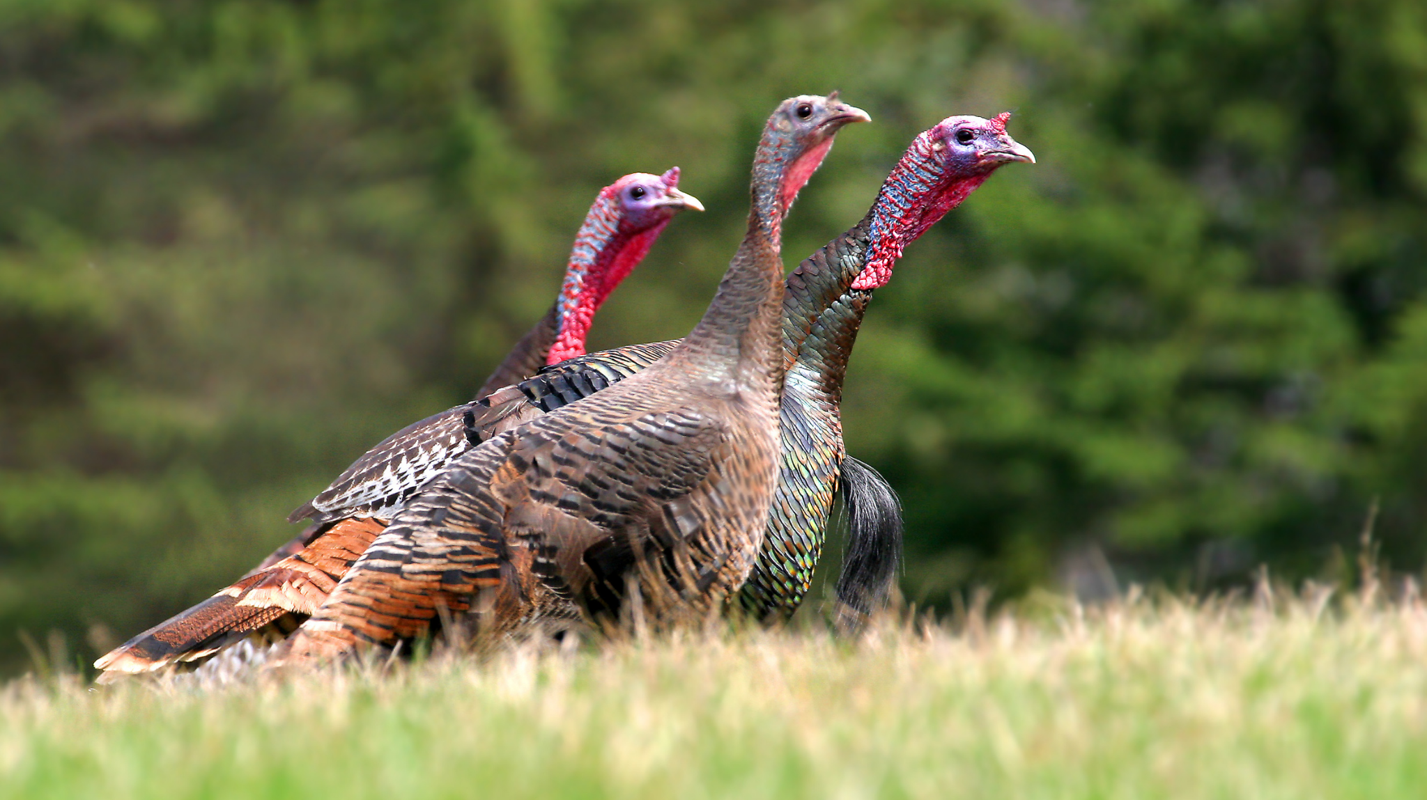 Featured image for “Wild turkey season to kick off with one-day hunt for kids, disabled hunters”