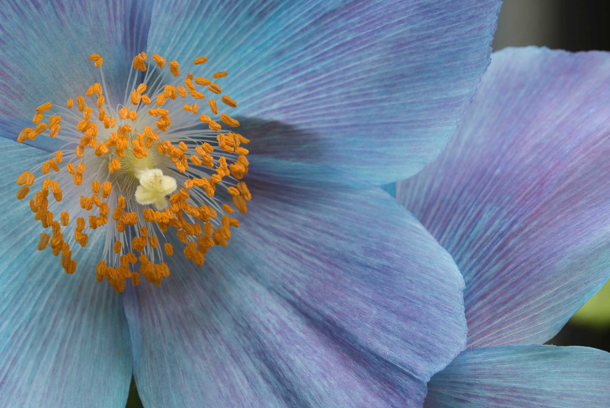 Featured image for “More proof of spring: Blue poppies bloom at Longwood”