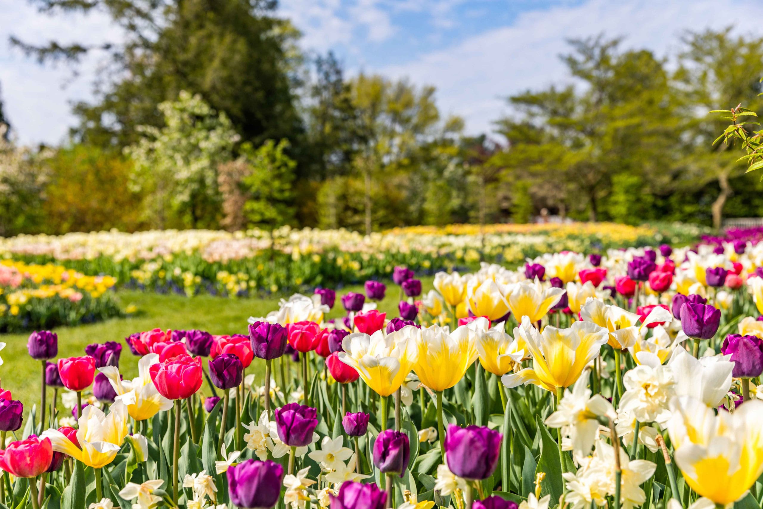 Featured image for “Longwood Gardens begins to bloom for spring”
