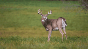 a deer in a grassy field shotgun season hunting