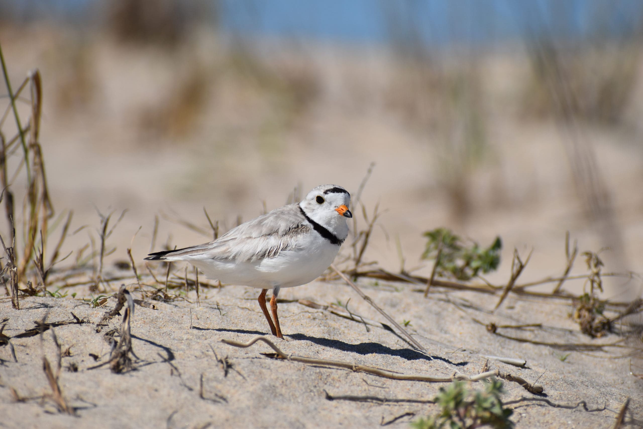 Featured image for “Nesting birds need share of beach sand, too, this summer”