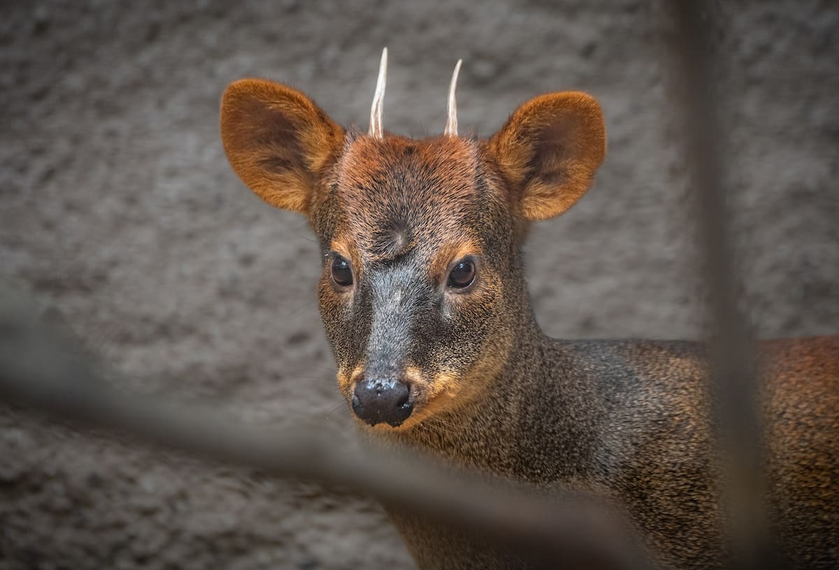 Featured image for “Brandywine Zoo pudu Haechan dies after short illness”