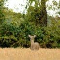 A doe or female deer in a Delaware field DNREC photo