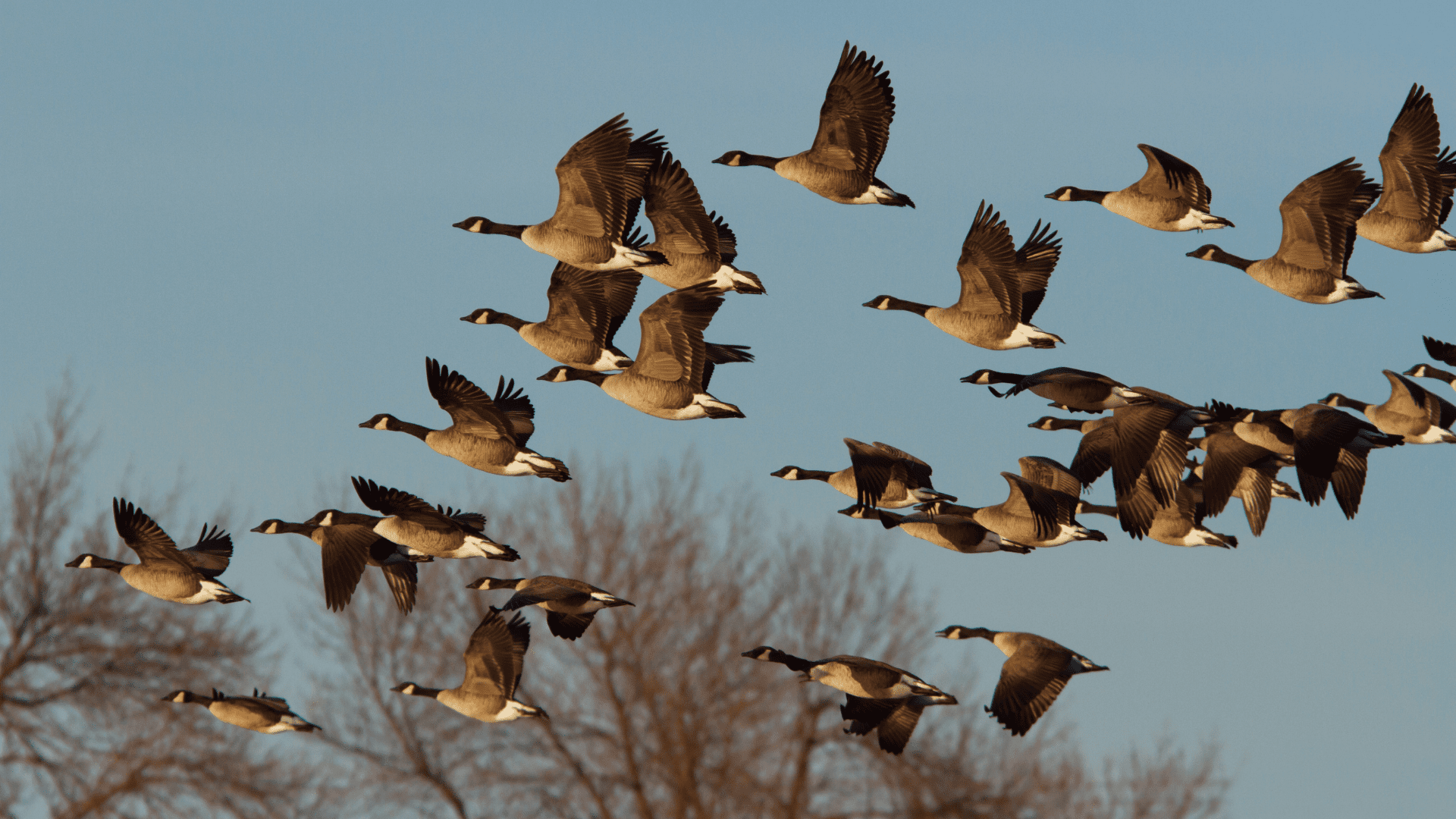 Featured image for “Multiple hunting seasons to open in November”