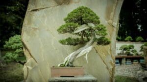 Longwood Gardens bonsai Kennett Collection