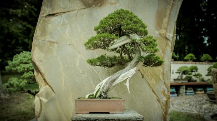 Featured image for “It’s raining bonsai at Longwood Gardens”