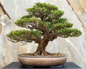 Longwood Gardens bonsai Kennett Collection