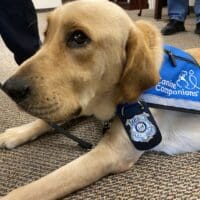 Vinn is the Delaware Judiciary's new comfort dog. (Delaware Judiciary photo)