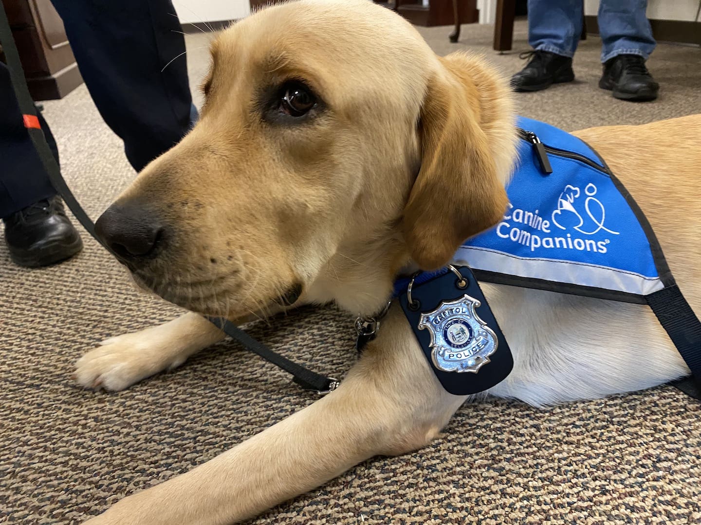 Featured image for “Comfort dog joins Delaware Judiciary staff”