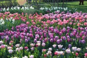 Longwood tulips