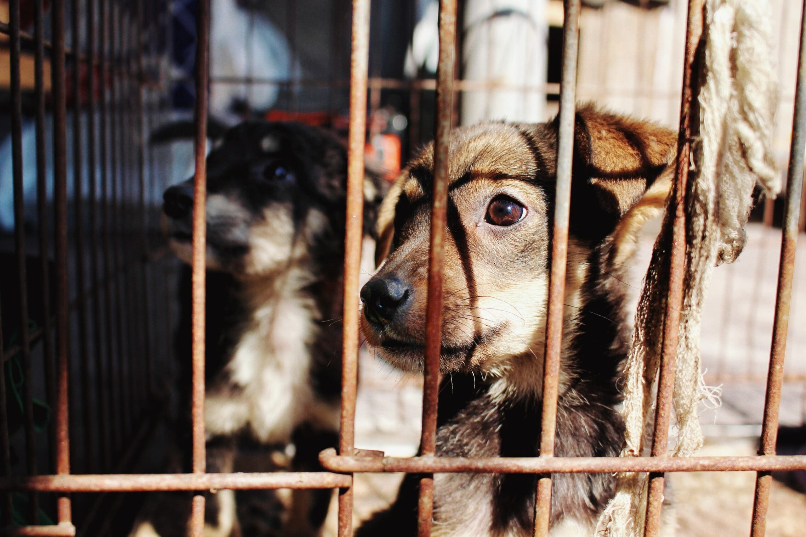 Featured image for “Senators: Animal abuse laws could prevent other forms of abuse”