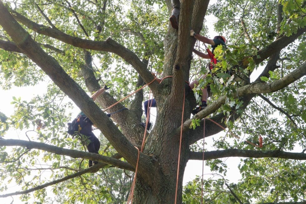 Delaware's first ever tree-school is happening this week with plans to hold more throughout the state.
