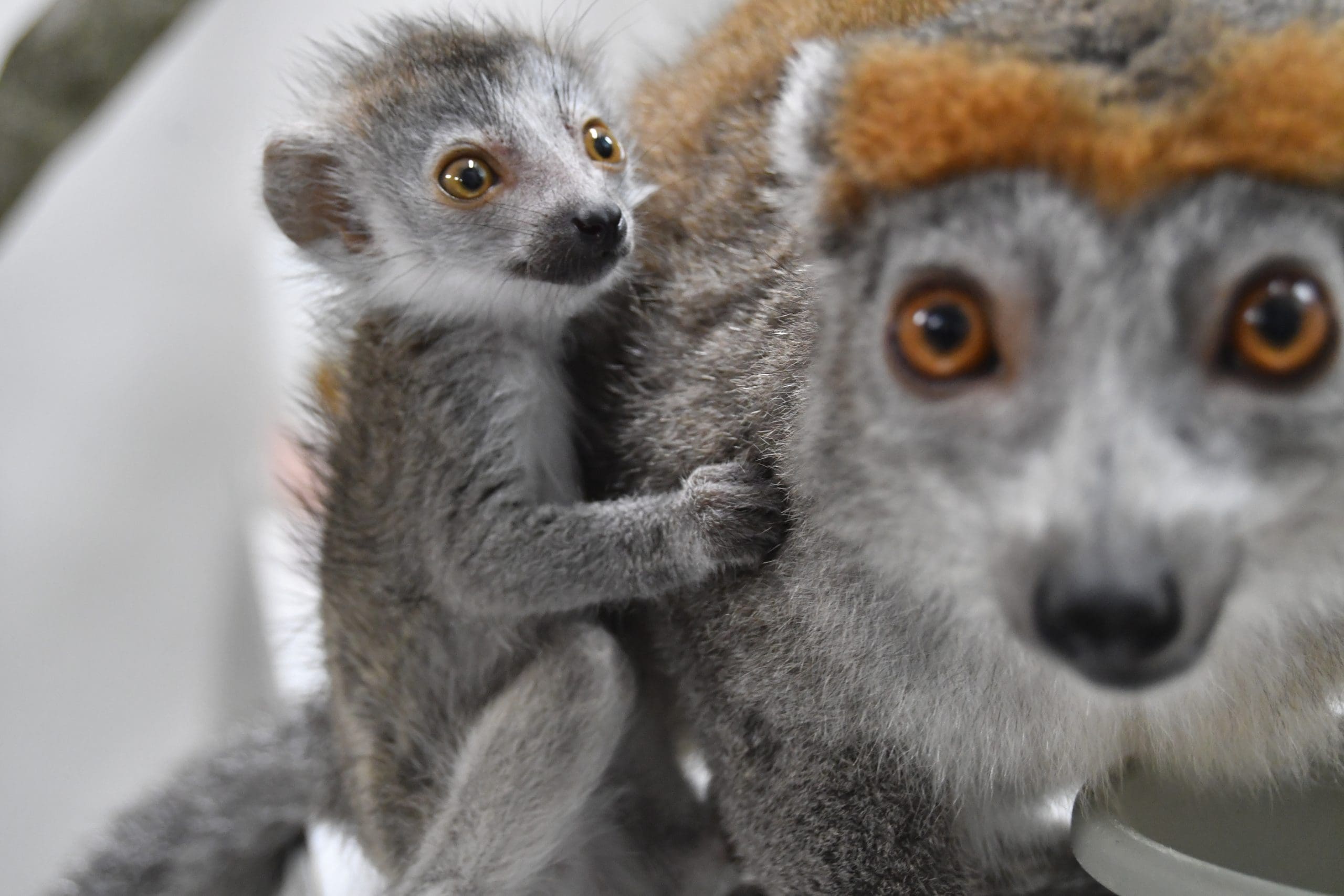 Featured image for “Awwwwwww: Baby lemur born at Brandywine Zoo”