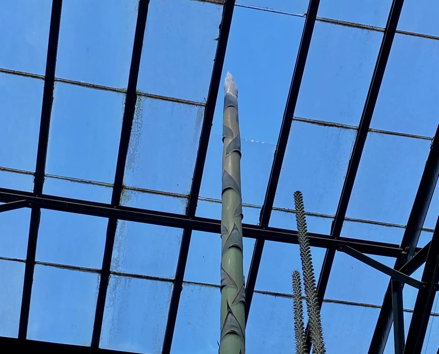 Featured image for “Plant shoots through the roof of Longwood conservatory”