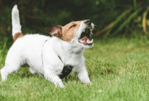 The bill would impose fines on people whose dogs bark excessively.