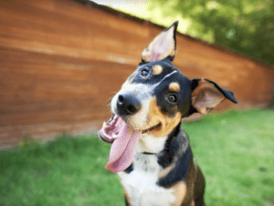 A handful of dog bills and other animal-related bills passed through the General Assembly this year. (Photo by TheDogPhotographer/iStock Getty Images)