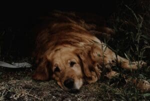 Bridgeville animal cruelty