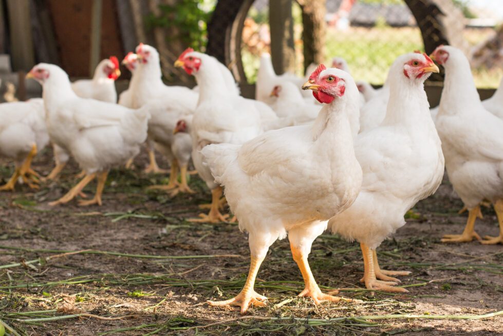 H5 Avian Influenza