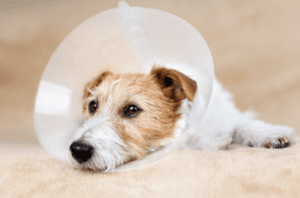 The free-of-charge spay and neuter appointments in February require an application. (Photo by Reddogs/Adobe Stock)