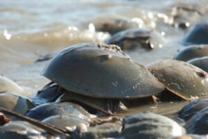 The horseshoe crab management meeting will be held in Dover Thursday. (Photo courtesy of DNREC)