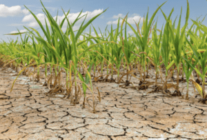 The website comes during a time of several months of drought conditions and warnings in the state. (Photo by JJ Gouin/Adobe Stock)