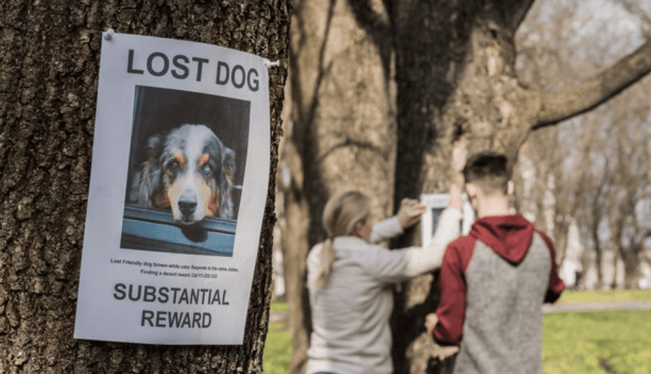 The new licensing initiative aims to make it easier for pet owners to find their lost dogs. (Photo by StockMediaProduction/Adobe Stock)