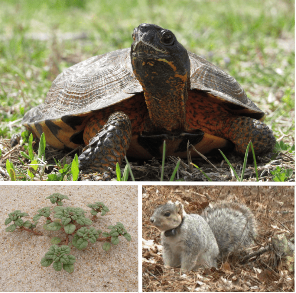Delaware identifies over 1,000 at-risk species in major wildlife conservation update 1 DNREC is seeking public input on their wildlife plan and updated list of more than 1,000 at-risk species.
