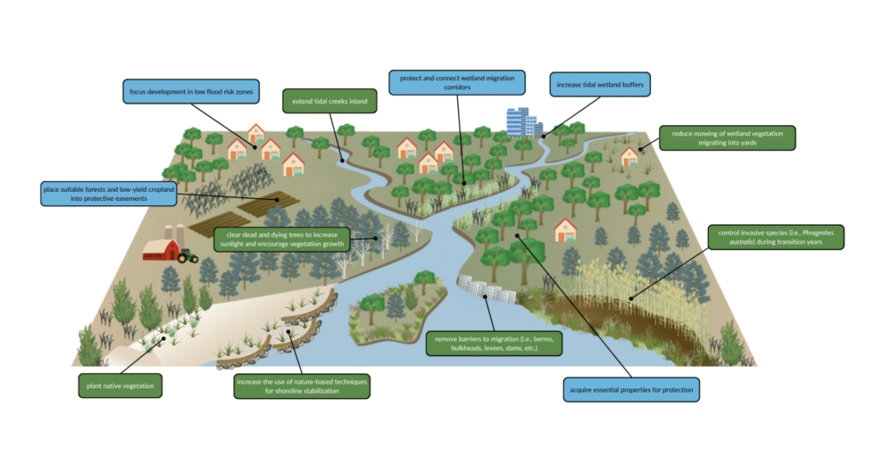 Delaware study maps most suitable areas for marsh migration amid rising seas 9 The study found that Sussex County's privately owned property is the most suitable for marsh migration.