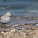 The piping plover has been categorized as a federally threatened species. (Photo from DNREC)