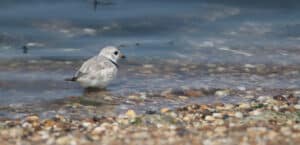 'Nomad' Piping Plover returns to Delaware Shore after rehabilitation efforts 3 The piping plover has been categorized as a federally threatened species. (Photo from DNREC)