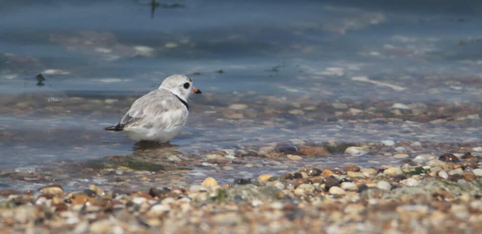 'Nomad' Piping Plover returns to Delaware Shore after rehabilitation efforts 3 The piping plover has been categorized as a federally threatened species. (Photo from DNREC)