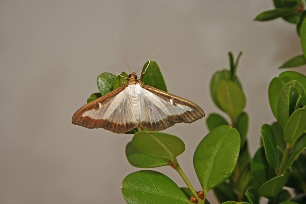 A box tree moth, an invasive pest recently confirmed in New Castle County. (Photo courtesy of Delaware Department of Agriculture)
