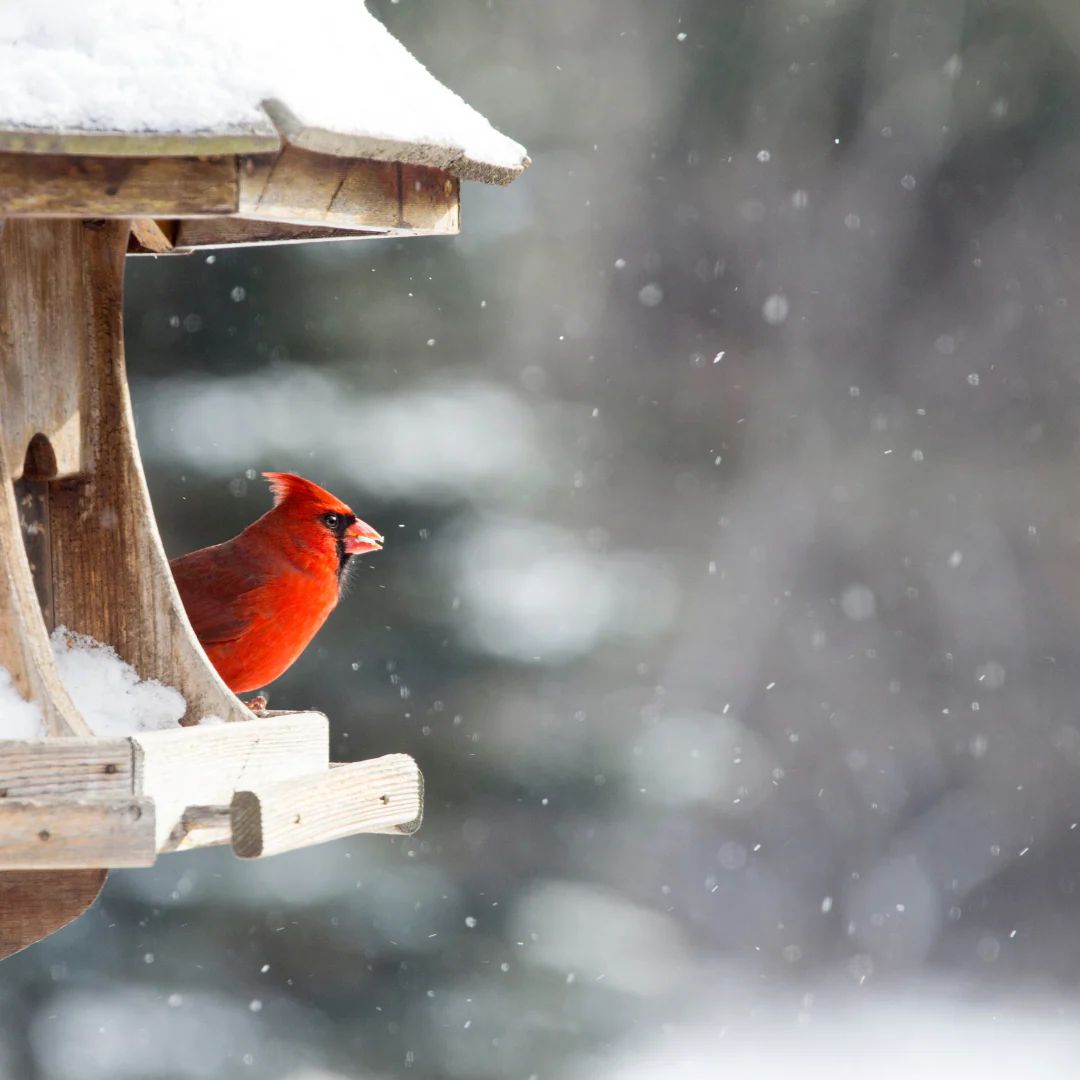 Don’t Forget the Birds This Christmas 4 Cardinal.png